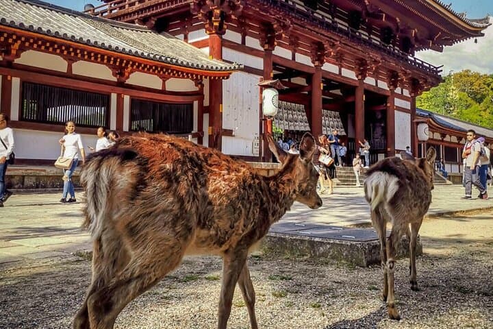 Private Kyoto Nara Private Tour from Osaka — photo 6