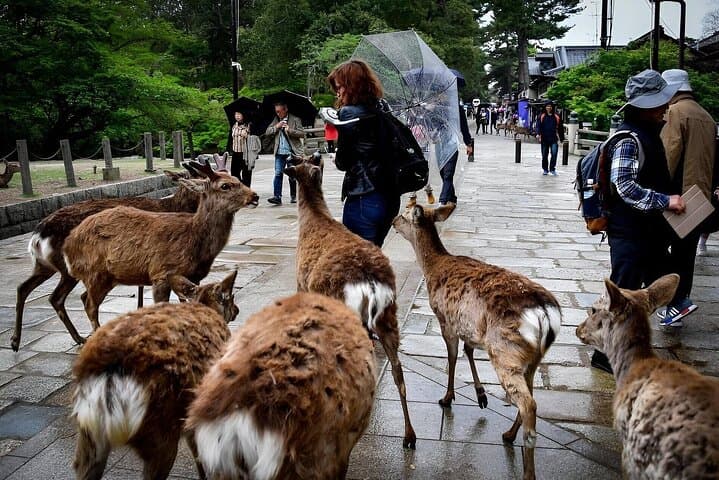 Nara Unlocked With a Private Car Tour from Kyoto by Guide — photo 8