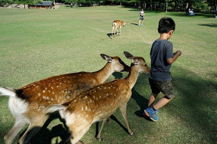 Nara Unlocked With a Private Car Tour from Kyoto by Guide — photo 3