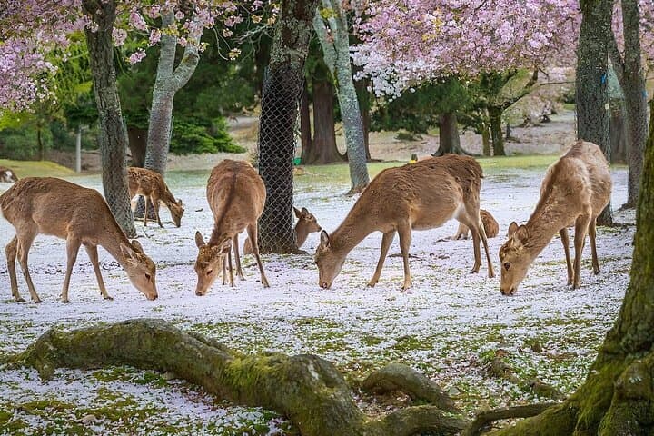 Nara Unlocked With a Private Car Tour from Kyoto by Guide — photo 9
