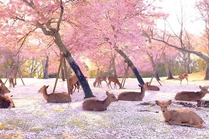 Nara Unlocked With a Private Car Tour from Kyoto by Guide — photo 5
