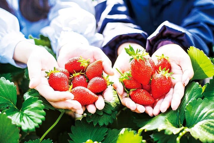 Fukiaware Falls Harada Fruit Picking and Lavender Flower Sea Trip — photo 1