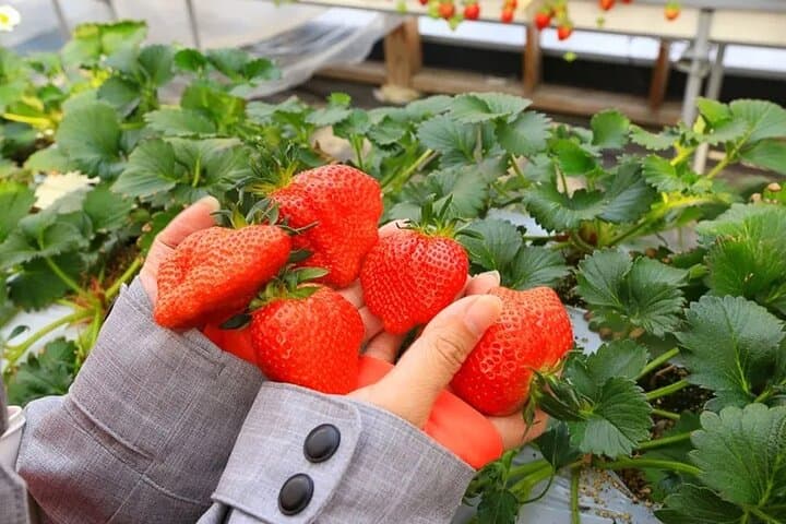 Fukiaware Falls Harada Fruit Picking and Lavender Flower Sea Trip — photo 5