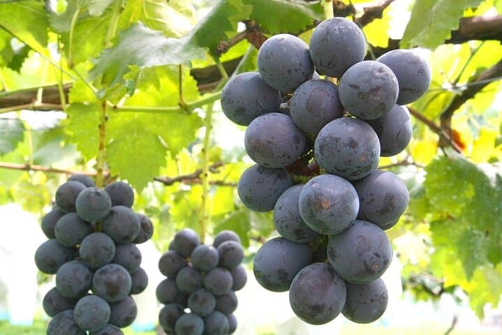 Fukiaware Falls Harada Fruit Picking and Lavender Flower Sea Trip — photo 9