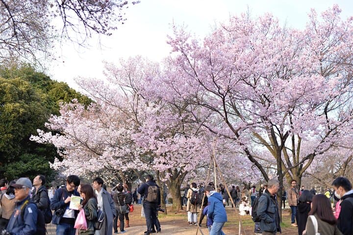 Shinjuku Gyoen National Garden 2 Hour Walking Tour — photo 2