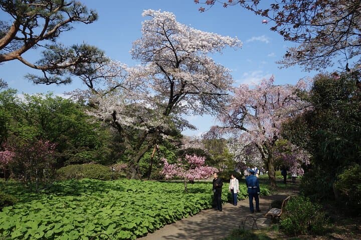 Shinjuku Gyoen National Garden 2 Hour Walking Tour — photo 4
