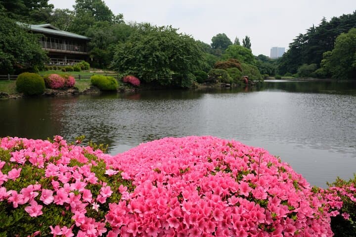 Shinjuku Gyoen National Garden 2 Hour Walking Tour — photo 8