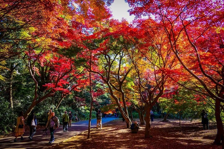 Shinjuku Gyoen National Garden 2 Hour Walking Tour — photo 5