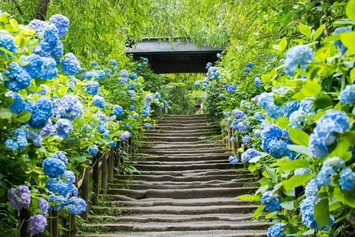 Private Temples and Nature in North Kamakura Walking Tour — photo 6