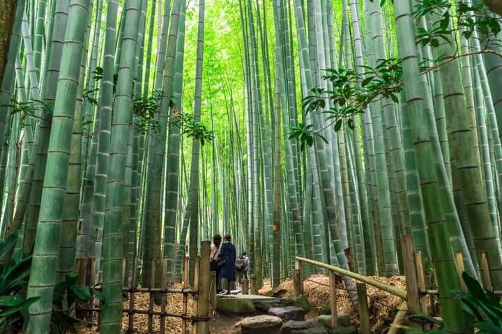 Private Temples and Nature in North Kamakura Walking Tour — photo 4