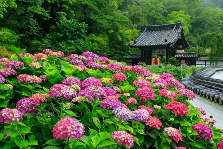 Explore Great Buddha and Temples in Kamakura Private Tour — photo 10