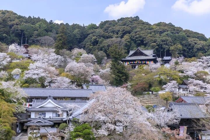 Explore Great Buddha and Temples in Kamakura Private Tour — photo 12