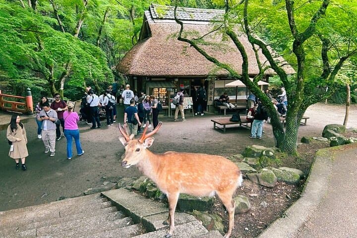 Nara Half Day Trip Walking Tour (Private Option Available) — photo 4