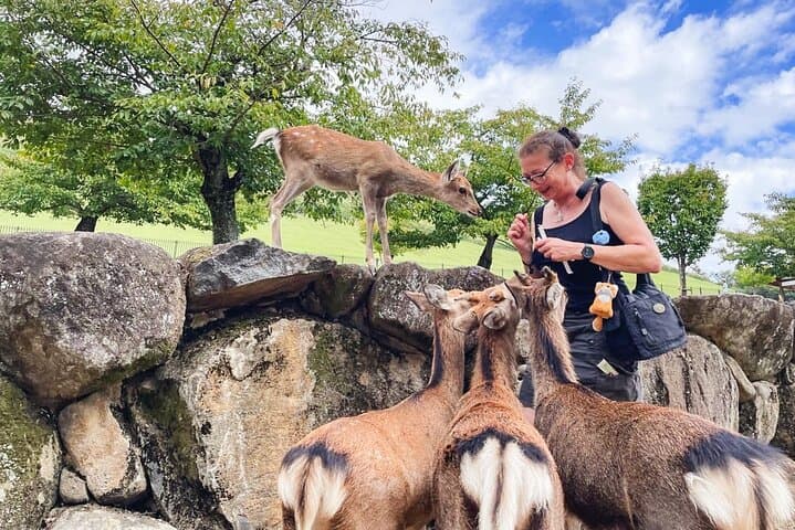 Nara Half Day Trip Walking Tour (Private Option Available) — photo 5