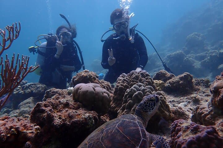 【Okinawa Post-Ishigaki Island / Sea Turtle】 Diving for 2 persons only - Novices / No License Available - — photo 10