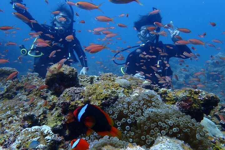【Okinawa Post-Ishigaki Island / Sea Turtle】 Diving for 2 persons only - Novices / No License Available - — photo 14