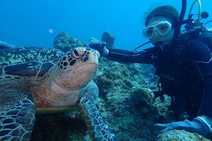 【Okinawa Post-Ishigaki Island / Sea Turtle】 Diving for 2 persons only - Novices / No License Available - — photo 2
