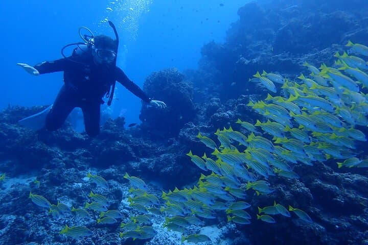 【1st】Private Diving Experience at Ishigaki Island - Novices welcome!～ — photo 5