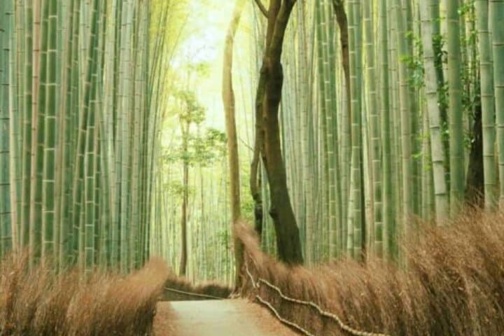 7 Day Private Tour of Tokyo Japan Highlights — photo 4
