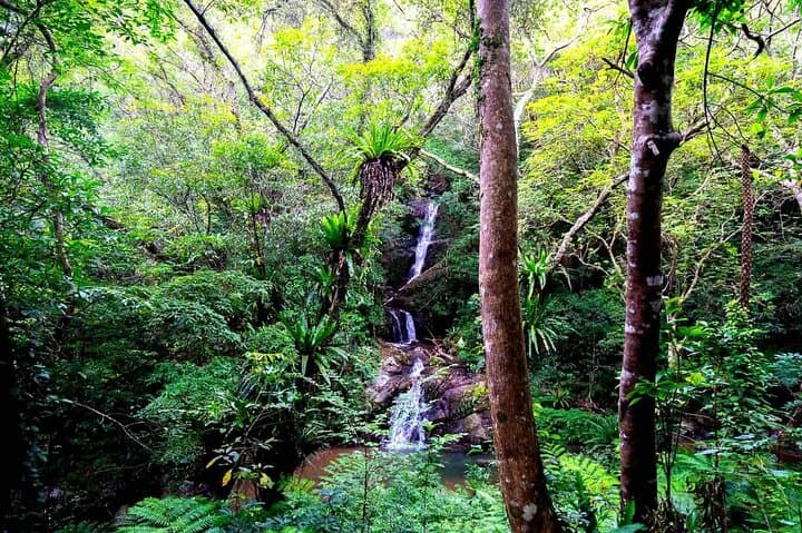 Private Half Day South Amami Jungle Adventure — photo 3