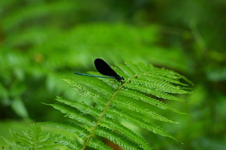 Private Half Day South Amami Jungle Adventure — photo 10