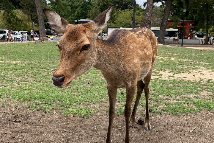 From Osaka: Private Nara Tour with Meet-Up at Your Hotel — photo 7