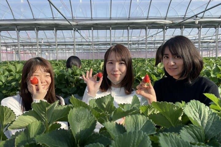 Kawagoe,Ikaho Tour frm Tokyo w/KobeBeef Lunch,Strawberry Picking — photo 7