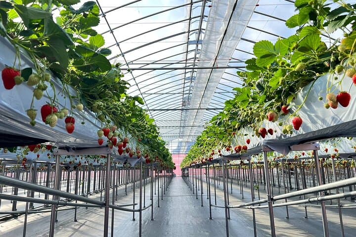 Kawagoe,Ikaho Tour frm Tokyo w/KobeBeef Lunch,Strawberry Picking — photo 8