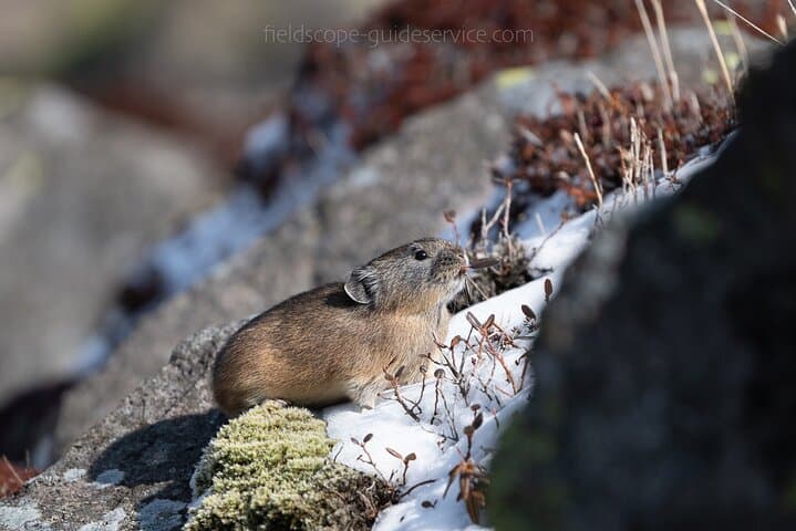 Private Wildlife Photography Tour in Hokkaido Flying Squirrels — photo 2