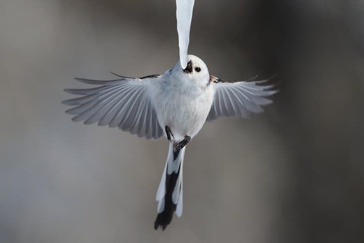 Private Wildlife Photography Tour in Hokkaido Flying Squirrels — photo 4