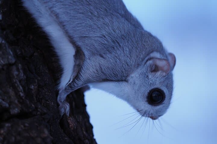 Private Wildlife Photography Tour in Hokkaido Flying Squirrels — photo 5