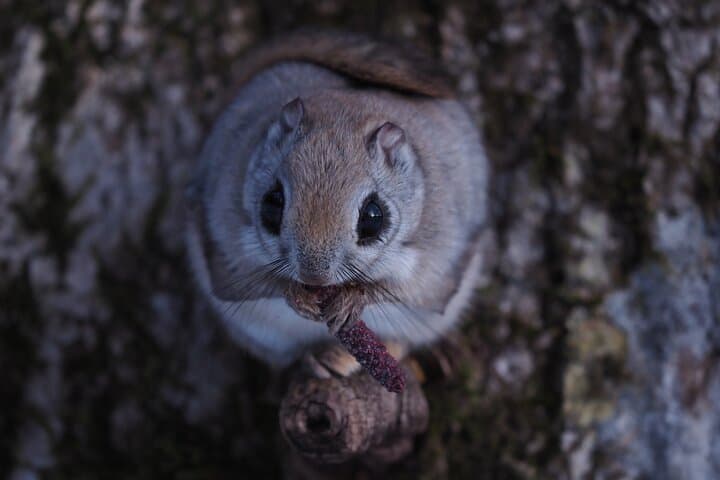 Private Wildlife Photography Tour in Hokkaido Flying Squirrels