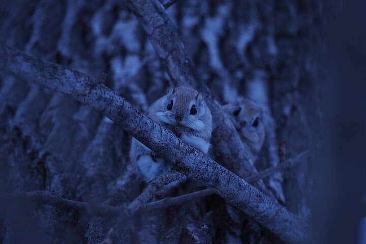 Private Wildlife Photography Tour in Hokkaido Flying Squirrels — photo 6