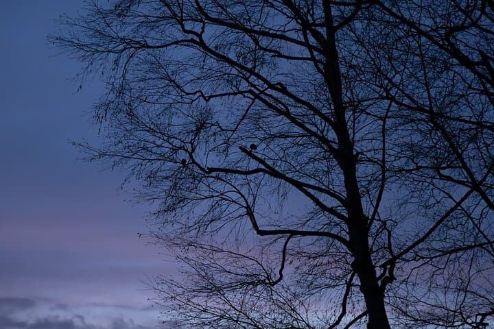 Private Wildlife Photography Tour in Hokkaido Flying Squirrels — photo 7