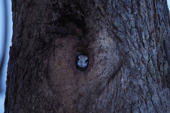 Private Wildlife Photography Tour in Hokkaido Flying Squirrels — photo 9