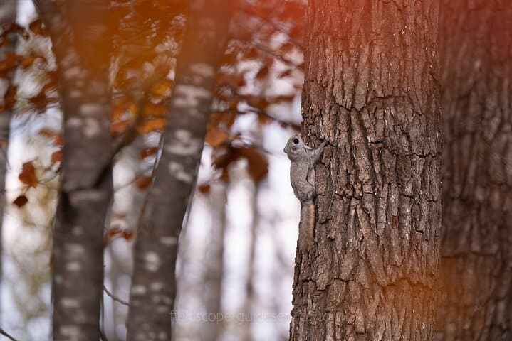 Private Wildlife Photography Tour in Hokkaido Flying Squirrels — photo 13