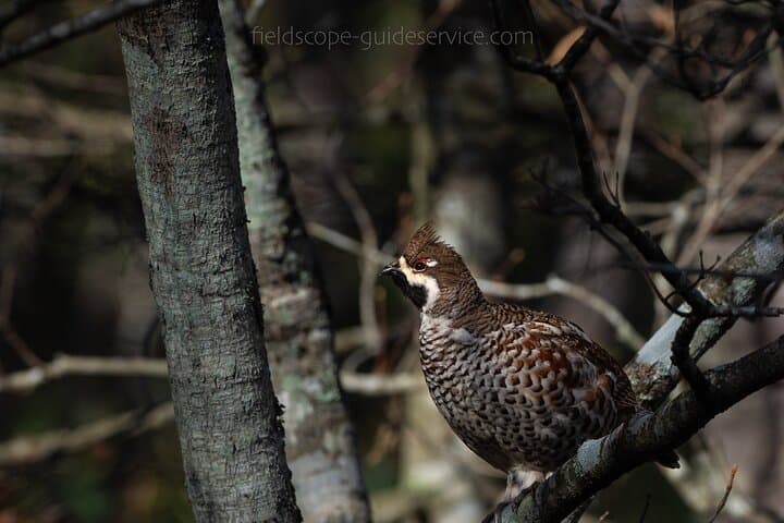 Private Wildlife Photography Tour in Hokkaido Flying Squirrels — photo 14