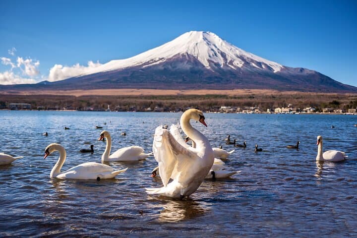 Mt. Fuji Scenic Tour: Lakes, Oshino Hakkai & Chureito PagodaTour — photo 2