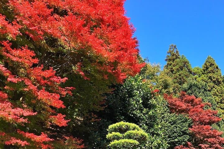 Kyoto Satoyama Cycling with Lunch and English Guide — photo 20