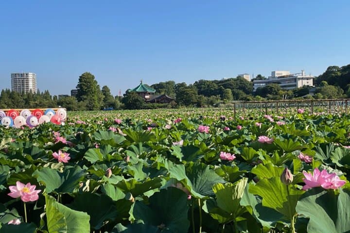 Tokyo: Private Ueno Highlights & Local Gem Walking Tour — photo 5