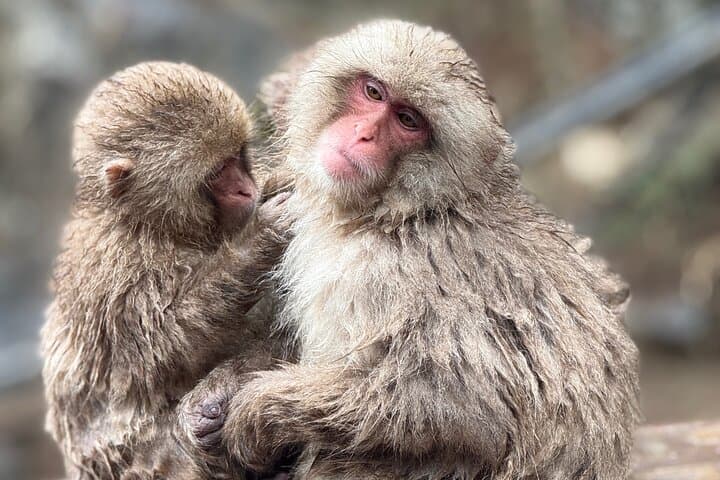 Nagano Snow Monkey Private Full-Day Tour — photo 3