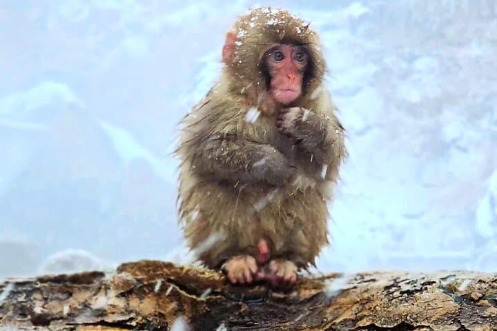 Nagano Snow Monkey Private Full-Day Tour — photo 5