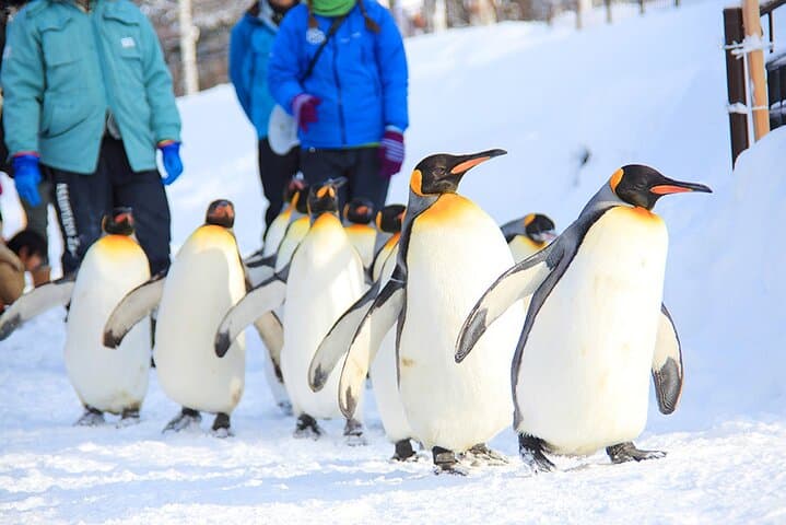 Hokkaido 1 Day Tour to Asahiyama Zoo, Blue Pond and Fairy Terrace