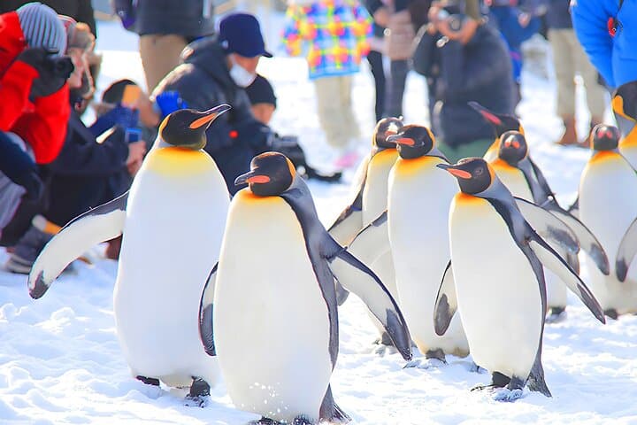 Hokkaido 1 Day Tour to Asahiyama Zoo, Blue Pond and Fairy Terrace — photo 2