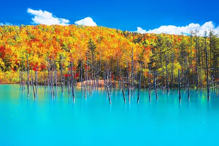Hokkaido 1 Day Tour to Asahiyama Zoo, Blue Pond and Fairy Terrace — photo 9