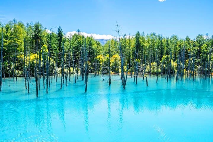 Hokkaido 1 Day Tour to Asahiyama Zoo, Blue Pond and Fairy Terrace — photo 5