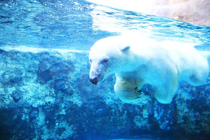 Hokkaido 1 Day Tour to Asahiyama Zoo, Blue Pond and Fairy Terrace — photo 3