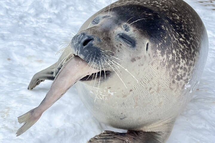 Hokkaido 1 Day Tour to Asahiyama Zoo, Blue Pond and Fairy Terrace — photo 4