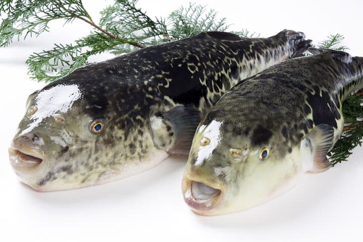 Private Fugu Experience with 40-Year Master Chef near Osaka Kyoto — photo 14