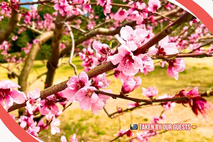 Tokyo Castle, Imperial Palace, Shogun & Garden Walking Tour — photo 14